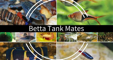 betta fish tank mates|Betta Tank Mates: The 10 Best Companions for Your Betta Fish.